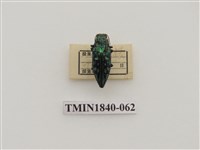 藏品(菲律賓產昆蟲)的圖片